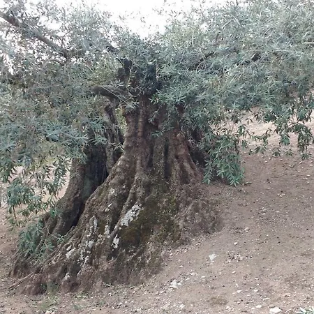 Columbaira Holiday home